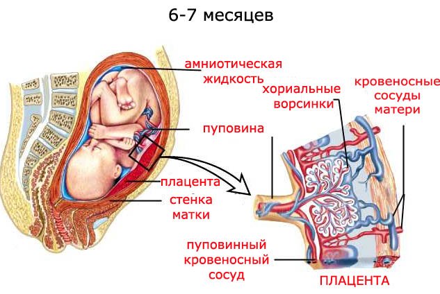 Что такое гипоксия плода при беременности на 36 неделе thumbnail
